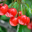 Sweet cherry
