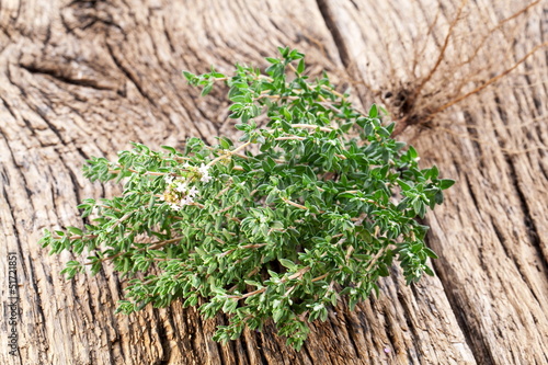 Photo: Thyme herb. Thyme herb.