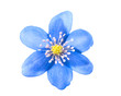 blue flower isolated
