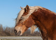 Portrait Of A Brown Horse With...