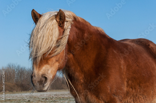 Photo: Portrait of a brown horse with blonde manes before its eyes Portrait of a brown horse with blonde manes before its eyes