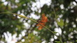 dragonflies macro in thailand