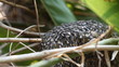 Honeycomb