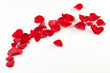 Rose petals background