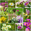 Spring garden collage - Frühlingsgarten Collage