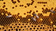 Honeycomb