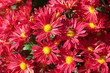 Foto: Chrysanthemum flower bed Chrysanthemum flower bed