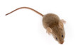 House mouse looking up (Mus musculus)
