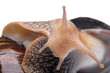 Snail on white background macro