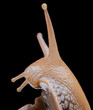 Snail on black background macro