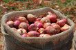 Big sack with onions