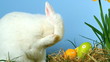 Video: Rabbit scratching its nose with little eggs in front of him Rabbit scratching its nose with little eggs in front of him