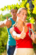 Woman and man winegrower picking grapes