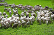 Foto: Gregge di pecore Gregge di pecore