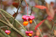 Photo: Pfaffenhütchen im Herbst Pfaffenhütchen im Herbst