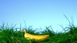 Видео: Banana falling on grass against blue background Banana falling on grass against blue background
