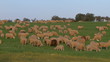 Sheeps grazing in green field