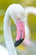 Greater Flamingo