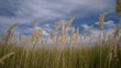 grass swaying in the wind.