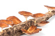 Close-up Mushroom On Wood Isol...