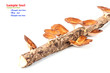 Mushroom On Wood Isolated On W...