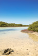 Mangroves, reserved area, Ras Mohammed, Egypt