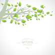 Background with branch and green leaves