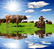 Foto: Cow in the meadow Cow in the meadow