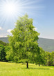 Spring landscape in the national park Sumava - Czech Republic
