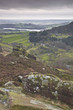 The Roaches