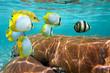 Coral and tropical fish