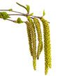 Photo: New birch branches with blossom New birch branches with blossom