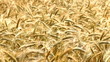 Wheat