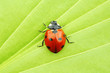 ladybug on leaf