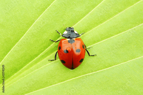 Photo: ladybug on leaf ladybug on leaf