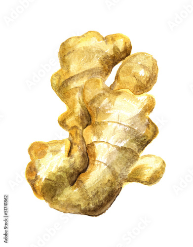 Illustration: Root of ginger Root of ginger