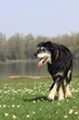 hundesenior auf wiese