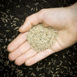 Photo: Hand holding grass seed Hand holding grass seed