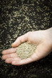 Photo: Hand holding grass seed Hand holding grass seed
