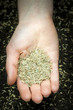 Foto: Hand holding grass seed Hand holding grass seed
