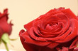 Two roses