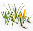 Foto: Crocuses in snow Crocuses in snow