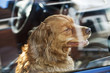 Photo: Dog locked in car Dog locked in car