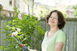 Senior woman pruning rose bush