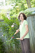 Senior woman pruning rose bush