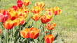 tulip flower spring scene