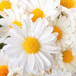 White chrysanthemum