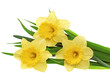 Beautiful spring three flowers : yellow narcissus (Daffodil).