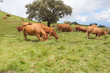vaches limousines au pâturage