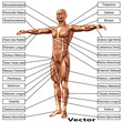 Vector 3D male or human anatomy, a man with muscles and text